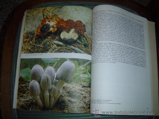 Libros de segunda mano: El Llibre dels Bolets. - Foto 5