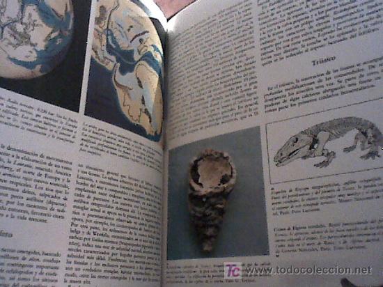 Libros de segunda mano: la vida de los animales (tres volumenes, 1970) - Foto 8