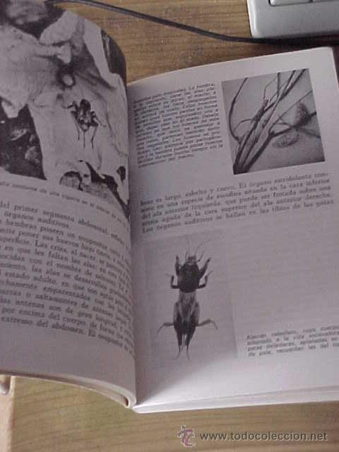 Libros de segunda mano: ANIMALES. TOMO 3. INSECTOS. DR. MAURICE BURTON. DAIMON. * - Foto 2