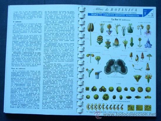 Libros de segunda mano: ATLAS DE BOTANICA - Foto 4