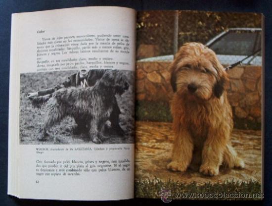 Libros de segunda mano: EL GOS DATURA - PERRO PASTOR CATALAN - Foto 4