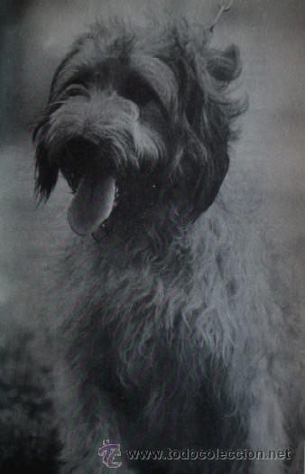 Libros de segunda mano: EL GOS DATURA - PERRO PASTOR CATALAN - Foto 6