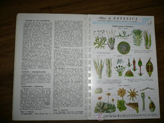 Libros de segunda mano: ATLAS DE BOTANICA- THOMAS ED. JOVER 1979 - Foto 3
