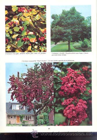 Libros de segunda mano: Roy Lancaster / Arboles de ornamento / FLORAPRINT 1976 - Foto 2