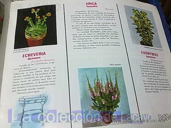 Libros de segunda mano: NUESTRAS AMIGAS LAS PLANTAS - Foto 3