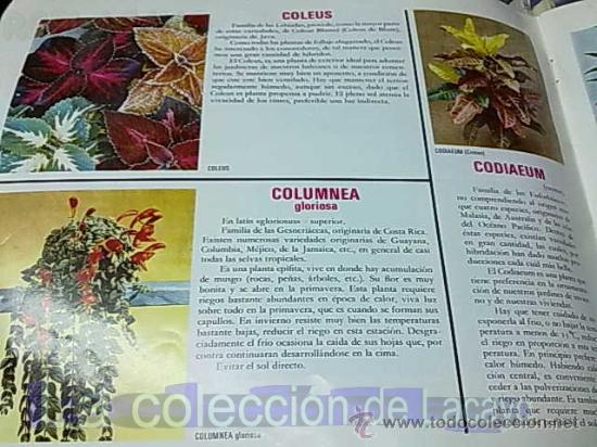 Libros de segunda mano: NUESTRAS AMIGAS LAS PLANTAS - Foto 4