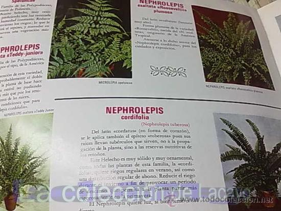 Libros de segunda mano: NUESTRAS AMIGAS LAS PLANTAS - Foto 6