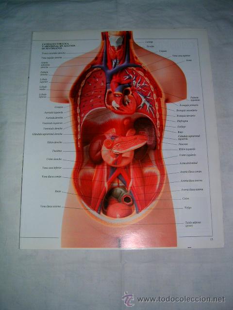 Libros de segunda mano: ENCICLOPEDIA VISUAL DE LOS SERES VIVOS - Fasc&iacute;culo 13-24 - Foto 1