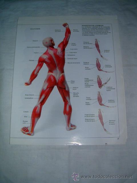 Libros de segunda mano: ENCICLOPEDIA VISUAL DE LOS SERES VIVOS - Fasc&iacute;culo 25-36 - Foto 1