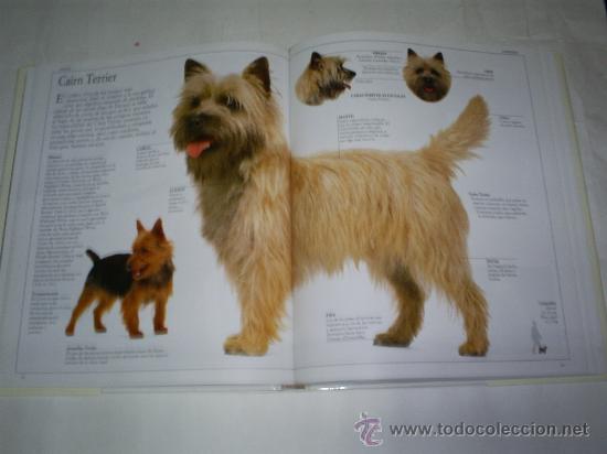 Libros de segunda mano: El gran libro del Perro DAVID TAYLOR RM49531 - Foto 3