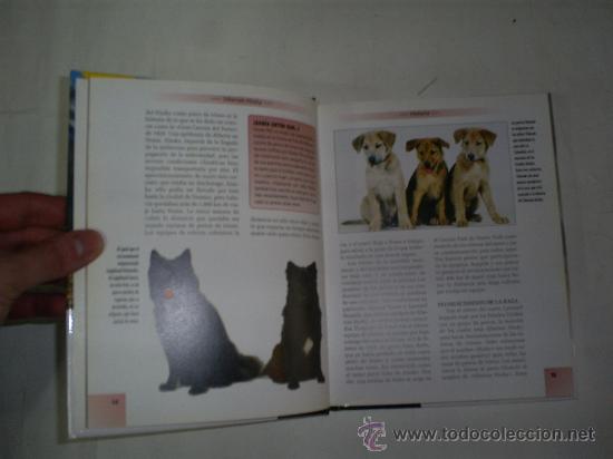 Libros de segunda mano: Siberian Husky LORNA WINSLETTE RM49641 - Foto 2