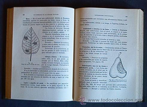 Libros de segunda mano: ARBORICULTURA FRUTAL - Foto 4
