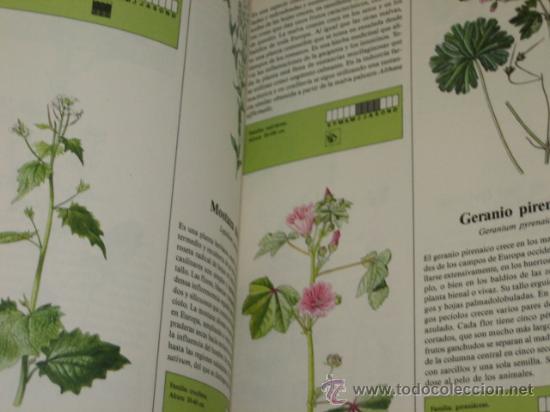 Libros de segunda mano: PLANTAS - SUSAETA 1990 - Foto 2