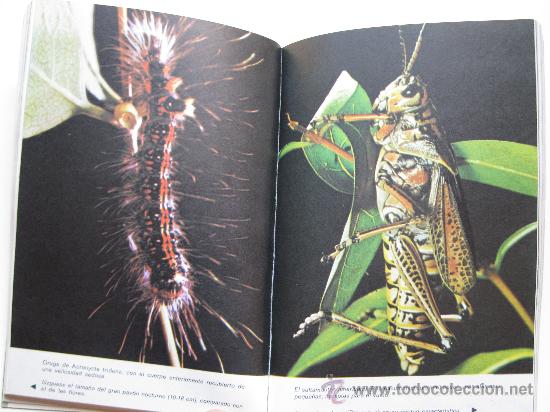 Libros de segunda mano: INSECTOS Y AR&Aacute;CNIDOS - DR. MAURICE BURTON - EDICIONES DAIMON - A&Ntilde;O 1973. - Foto 2