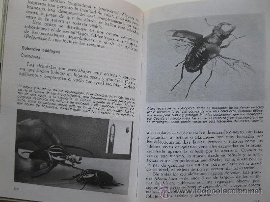 Libros de segunda mano: INSECTOS Y AR&Aacute;CNIDOS - DR. MAURICE BURTON - EDICIONES DAIMON - A&Ntilde;O 1973. - Foto 3
