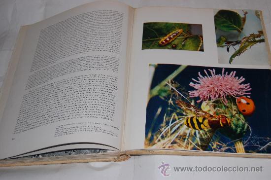 Libros de segunda mano: El mundo de los insectos  PAUL PESSON.  RM30583 - Foto 3