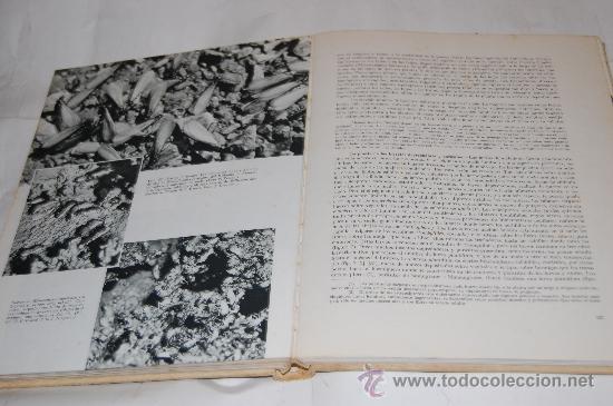 Libros de segunda mano: El mundo de los insectos  PAUL PESSON.  RM30583 - Foto 2