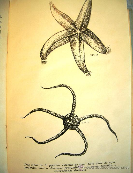 Libros de segunda mano: EL MAR . MAURICE BURTON. EDIC. MAYE, 1963. - Foto 7