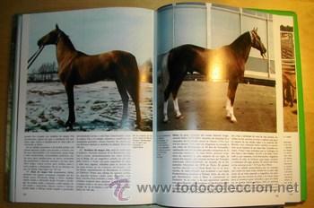 Libros de segunda mano: EL CABALLO. OR&Iacute;GENES, RAZAS, APTITUDES. NEREO LUGLI. TEIDE (1978) - Foto 2