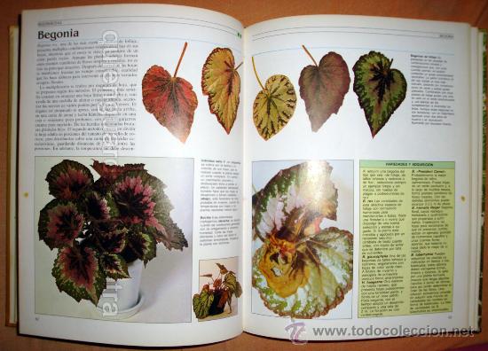 Libros de segunda mano: Libro de William Davidson Manual Pr&aacute;ctico para el cuidado de las Plantas de Interior - Foto 1