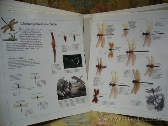 Libros de segunda mano: ENCICLOPEDIA VISUAL DE LOS SERES VIVOS. TRES TOMOS. COMPLETO. - Foto 2