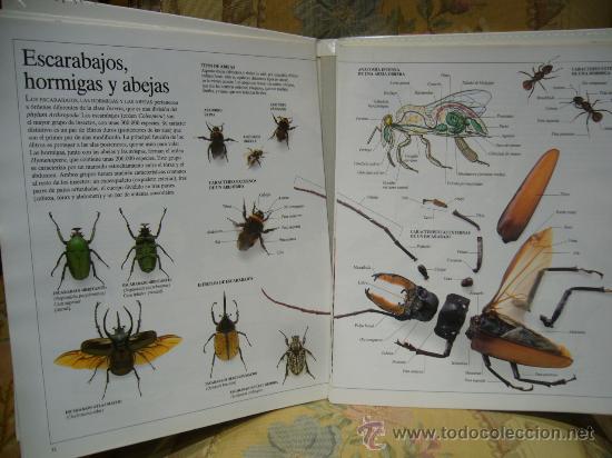 Libros de segunda mano: ENCICLOPEDIA VISUAL DE LOS SERES VIVOS. TRES TOMOS. COMPLETO. - Foto 3