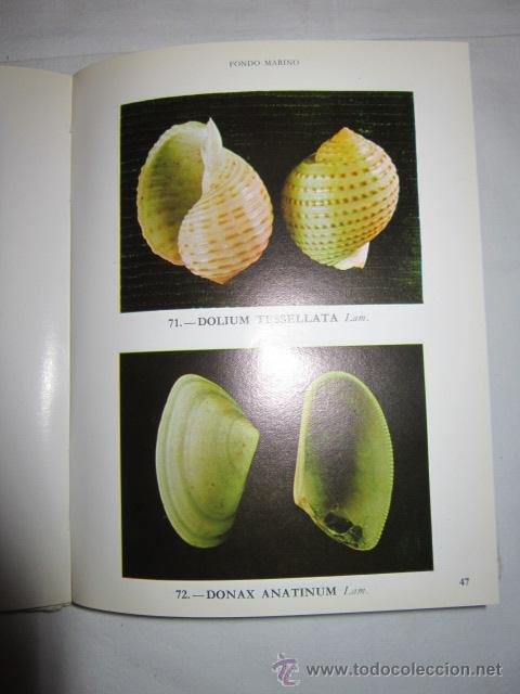 Libros de segunda mano: FONDO DEL MAR. Preciosas im&aacute;genes. - Foto 2
