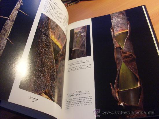Libros de segunda mano: BAMBOUS . EN FRANCES ( BAMBU) TAPA DURA (LBB2) - Foto 2