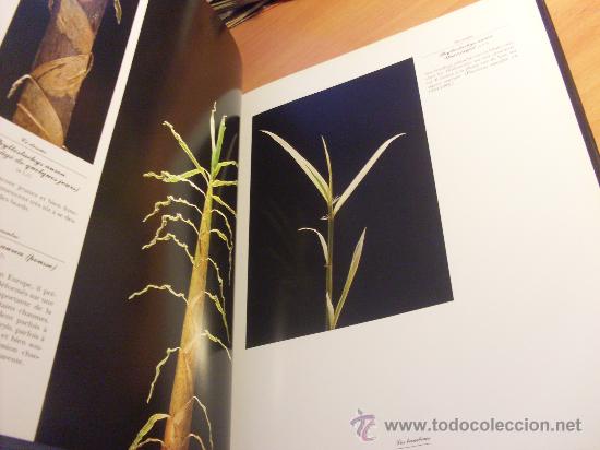 Libros de segunda mano: BAMBOUS . EN FRANCES ( BAMBU) TAPA DURA (LBB2) - Foto 3