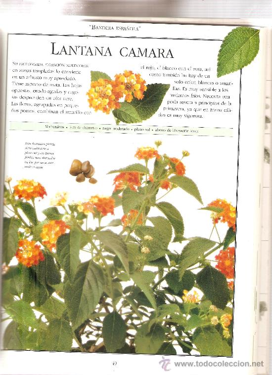 Libros de segunda mano: EL LIBRO DEL JARDIN - PLANTAS PARA EL EXTERIOR - Foto 3
