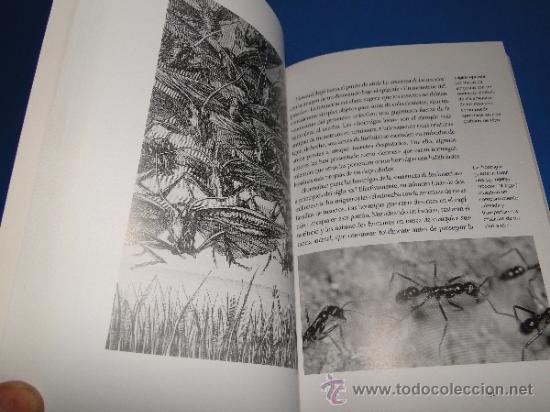 Libros de segunda mano: HORMIGA .---SLEIGH CHARLOTTE - Foto 5