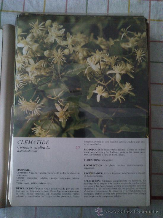 Libros de segunda mano: Flora Medicinal Lote De 100 L&aacute;minas De Los Laboratorios Emyfar De 1974. - Foto 6