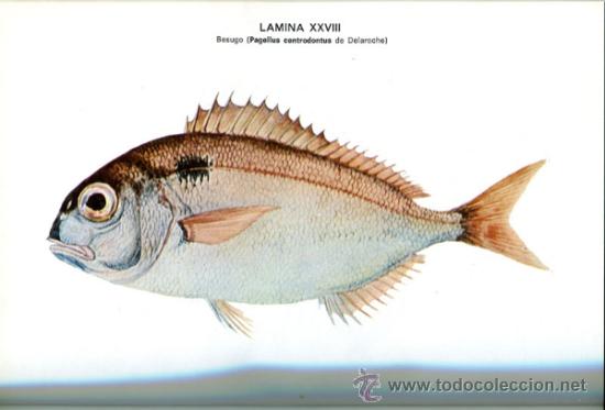 Libros de segunda mano: Pescado blanco y azul - Foto 2