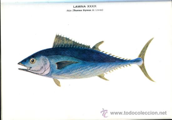 Libros de segunda mano: Pescado blanco y azul - Foto 3