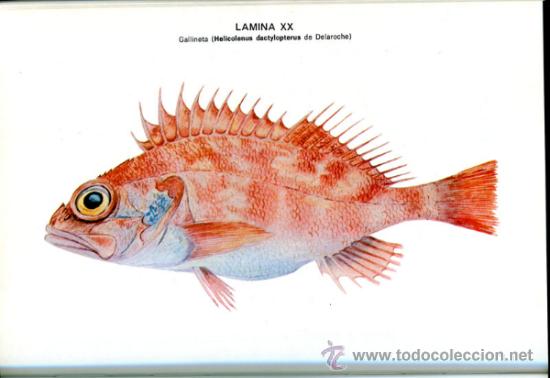 Libros de segunda mano: Pescado blanco y azul - Foto 4