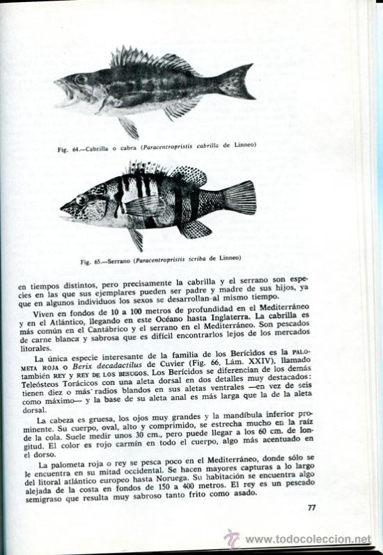 Libros de segunda mano: Pescado blanco y azul - Foto 5