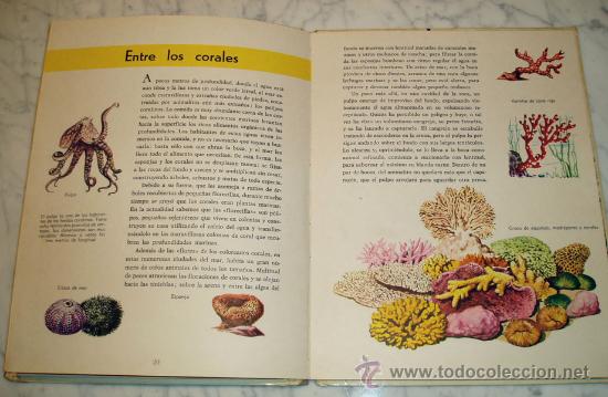 Libros de segunda mano: EL MUNDO DEL MAR - GIUSEPPE ZANINI - ED. MOLINO - 1965 - Foto 3