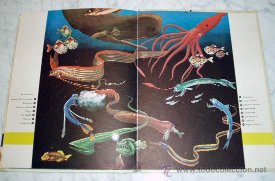 Libros de segunda mano: EL MUNDO DEL MAR - GIUSEPPE ZANINI - ED. MOLINO - 1965 - Foto 5