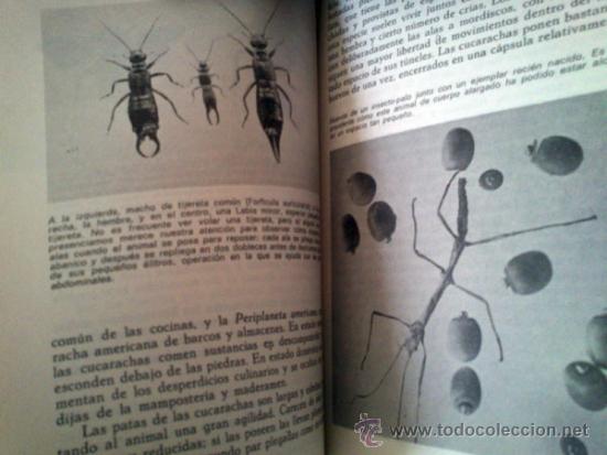 Libros de segunda mano: INSECTOS Y AR&Agrave;CNIDOS - DR. MAURICE BURTON - ED. DAIMON - 1973 - Foto 4