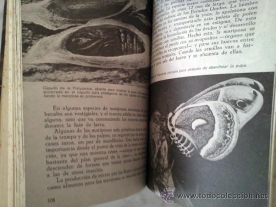 Libros de segunda mano: INSECTOS Y AR&Agrave;CNIDOS - DR. MAURICE BURTON - ED. DAIMON - 1973 - Foto 5
