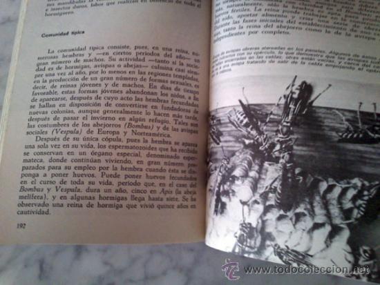 Libros de segunda mano: INSECTOS Y AR&Agrave;CNIDOS - DR. MAURICE BURTON - ED. DAIMON - 1973 - Foto 6