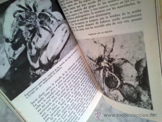 Libros de segunda mano: INSECTOS Y AR&Agrave;CNIDOS - DR. MAURICE BURTON - ED. DAIMON - 1973 - Foto 7