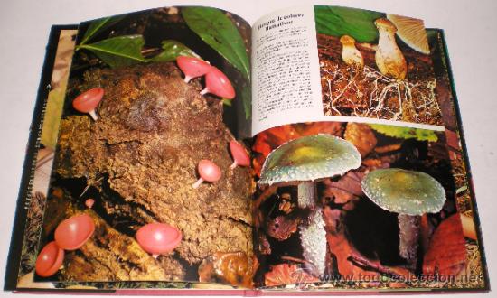 Libros de segunda mano: JACQUELINE SEYMOUR: LAS SETAS. - Foto 2