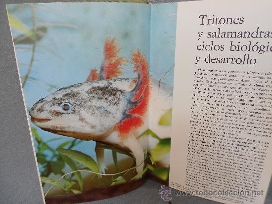 Libros de segunda mano: LOS ANFIBIOS Y LOS REPTILES - Foto 3