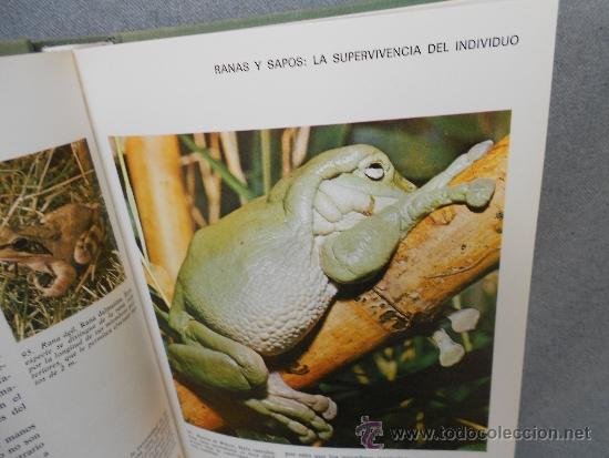 Libros de segunda mano: LOS ANFIBIOS Y LOS REPTILES - Foto 4