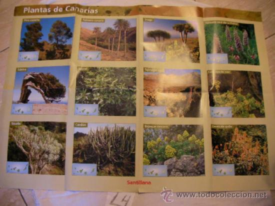 Libri di seconda mano: GRAN POSTER PLANTAS DE CANARIAS - ENVIO GRATIS A ESPA&Ntilde;A