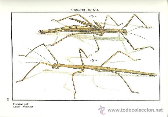 Libros de segunda mano: Los Insectos/ August J. R&ouml;sel von Rosenhof - Foto 2