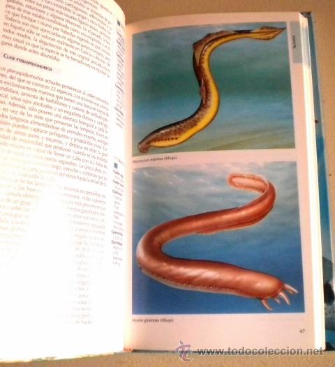 Libros de segunda mano: Peces y procordados - Oceano 1.999 - Foto 4