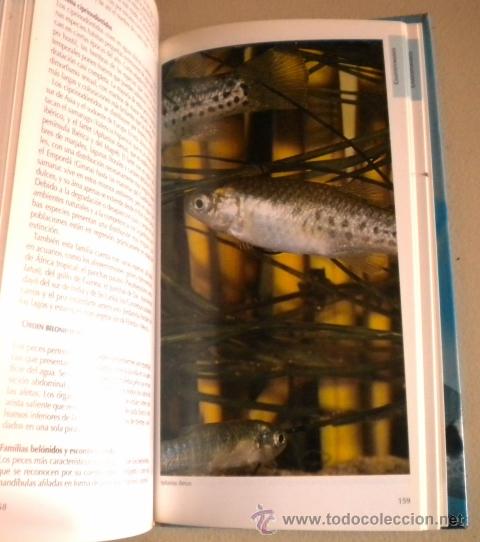 Libros de segunda mano: Peces y procordados - Oceano 1.999 - Foto 5