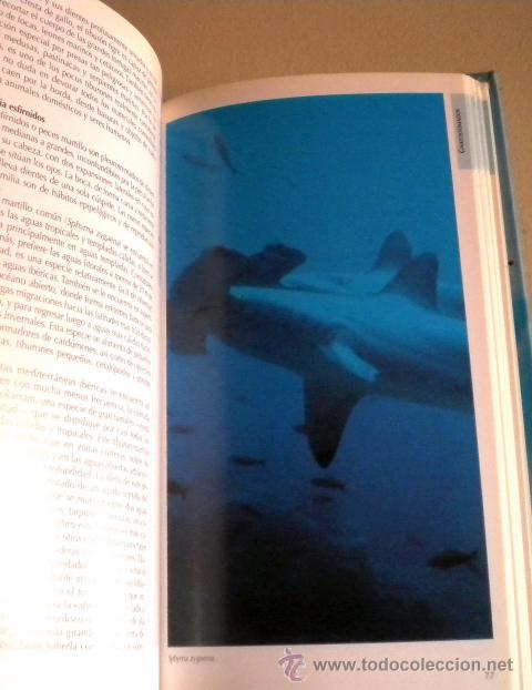 Libros de segunda mano: Peces y procordados - Oceano 1.999 - Foto 6